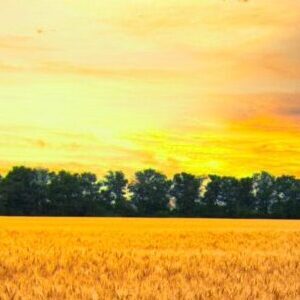 Spring farmers field.